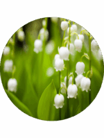 vůně do osvěžovače vzduchu