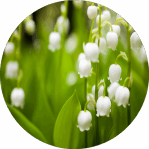 vůně do osvěžovače vzduchu