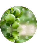 Náplň do osvěžovače F6