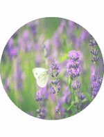 Vůně Hyscent F5 levandule